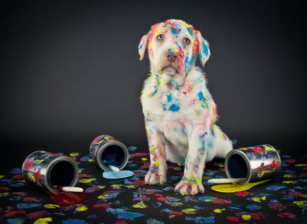 Bad dog gets into paint