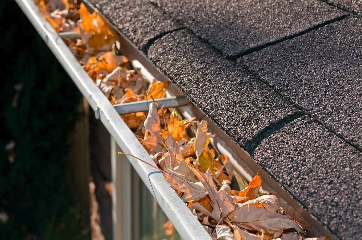 Leaves in a roof gutter, routine maintenance concept. 