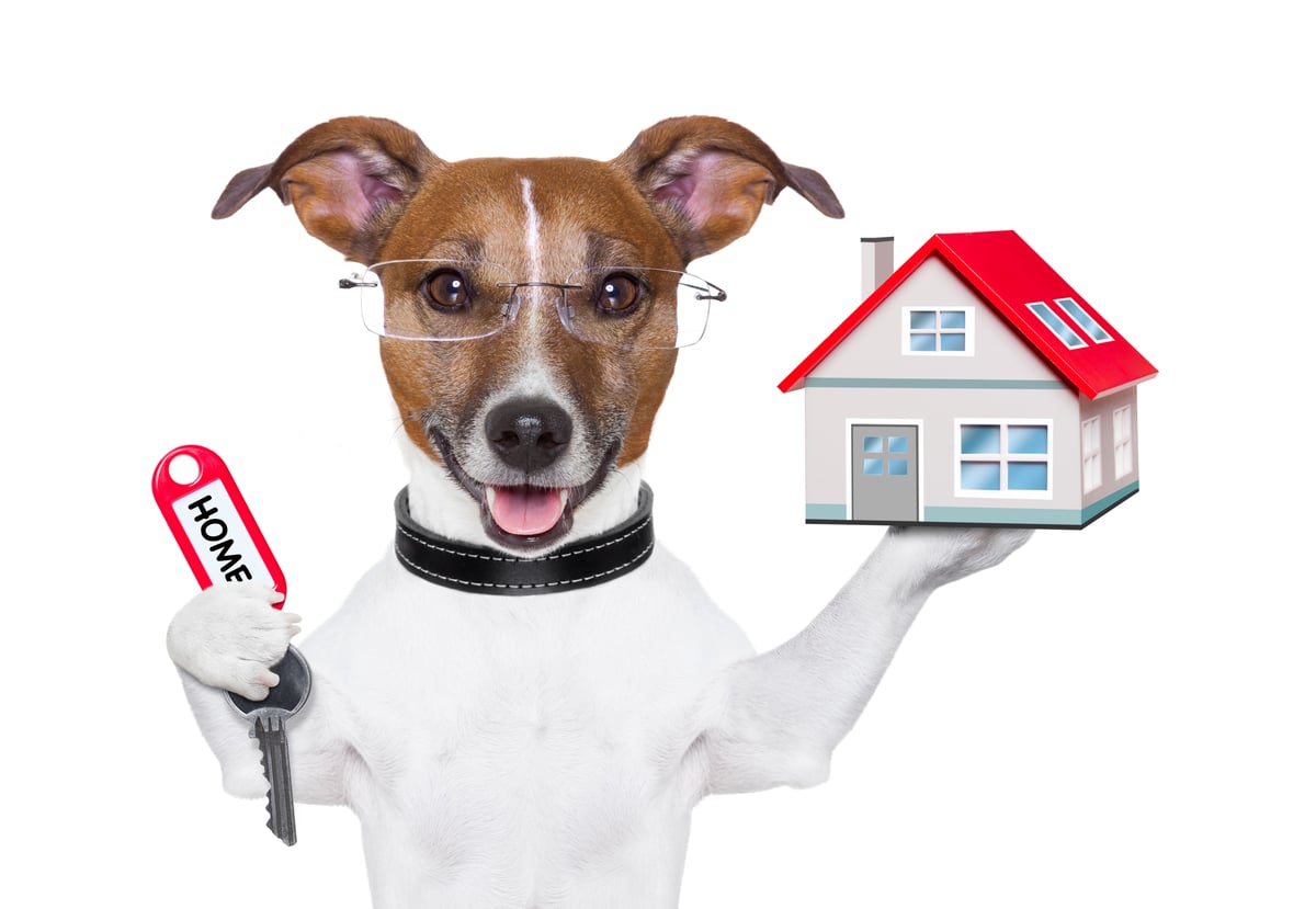 A dog holding a house key and model home, landlord pet policy concept. 