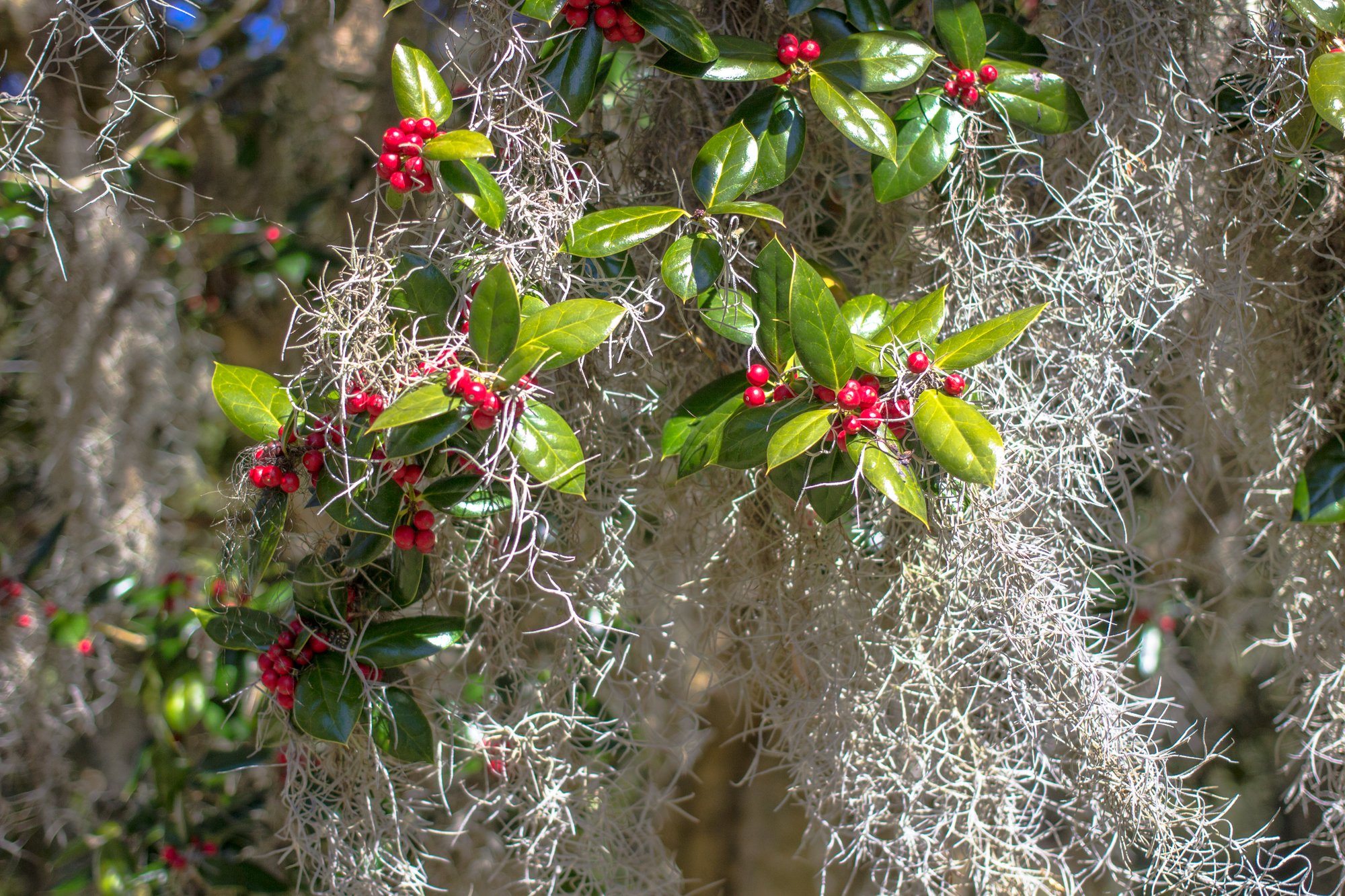 Carolina Christmas