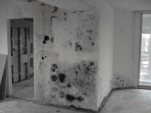 moldy wall, property maintenance 