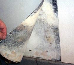 mold in walls