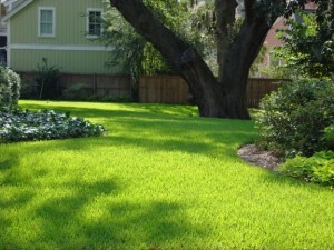 "Charlestongrass" for Charleston