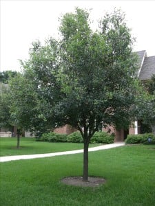 A young Live Oak