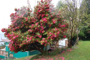 Camelias in bloom