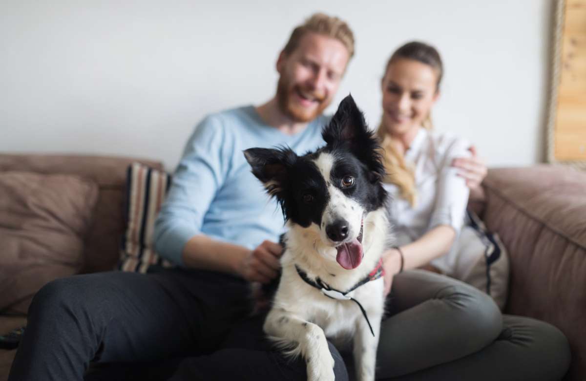 A dog with a couple on a couch, property management companies Charleston, SC, concept