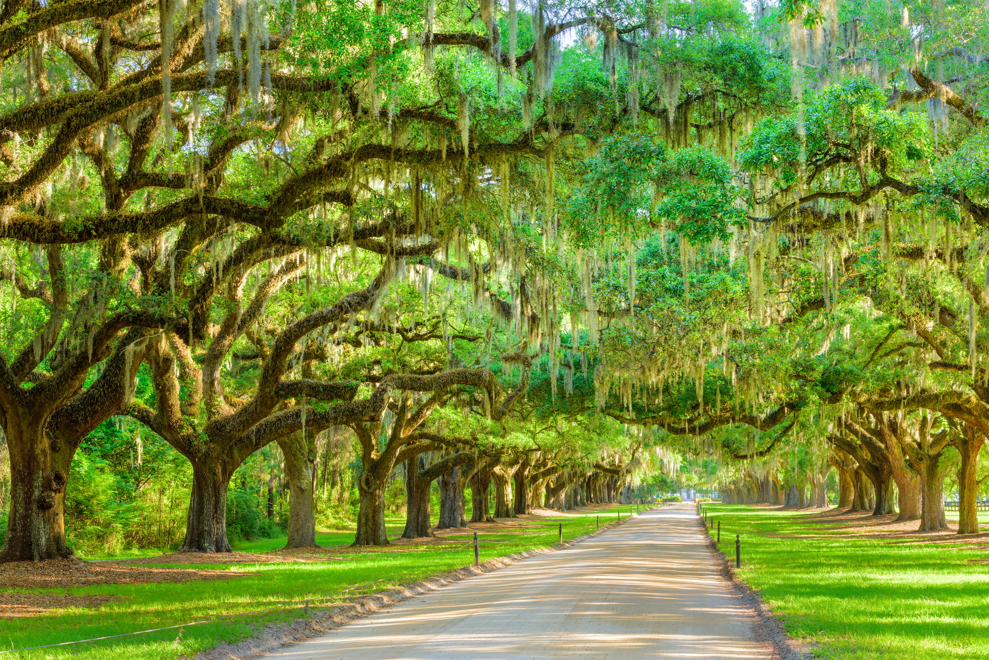 Tree Lined Plantation Entrance