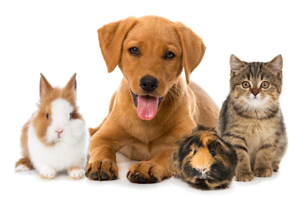 Group of pets on a white background, 