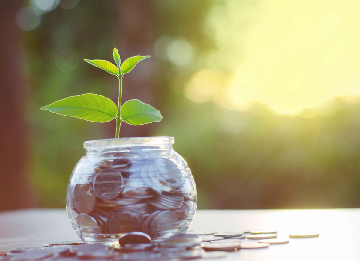 Plant growing from a jar of coins, how much can I rent my house for concept